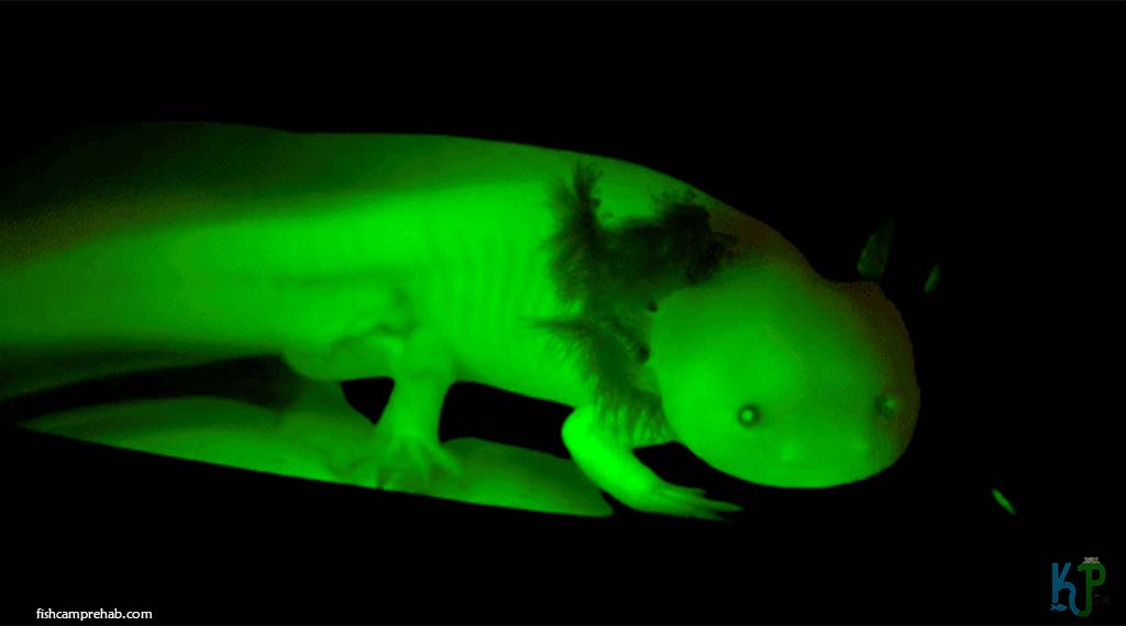 Green Fluorescent Protein - Types of Axolotl Morphs and Their Stunning Colors