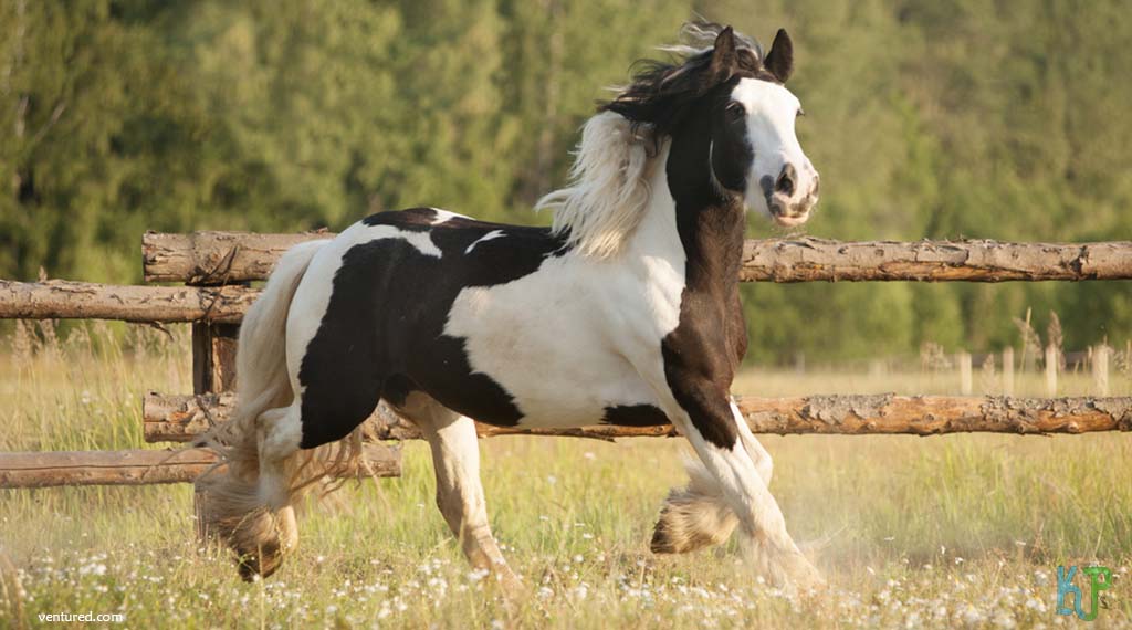 Gypsy Vanner - Most Expensive Horse Breeds In The World