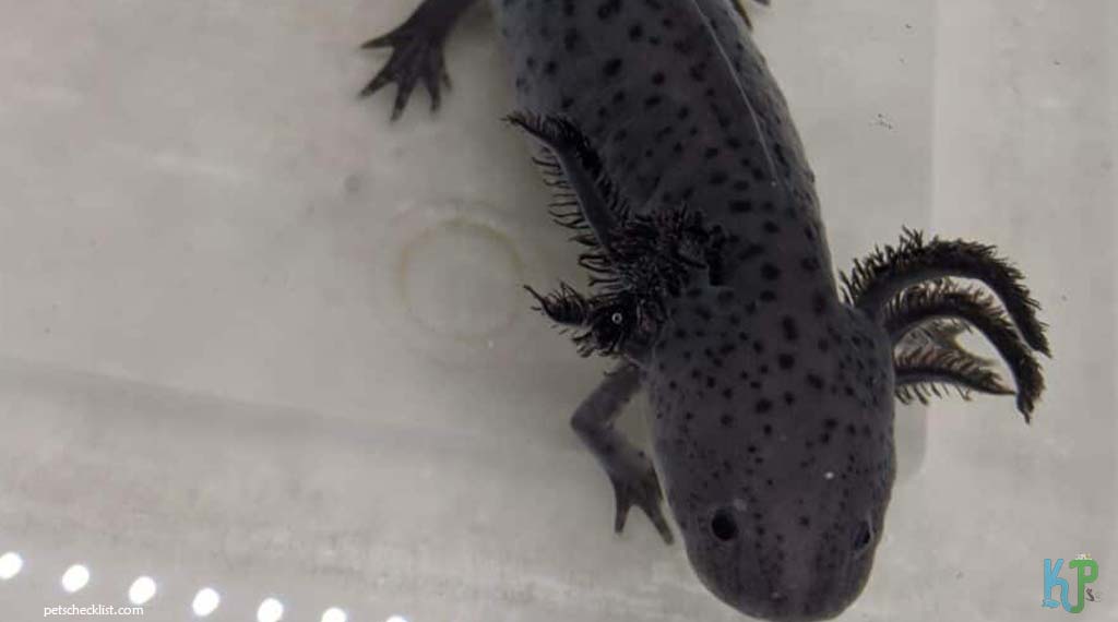 Heavily-Marked Melanoid - Types of Axolotl Morphs and Their Stunning Colors