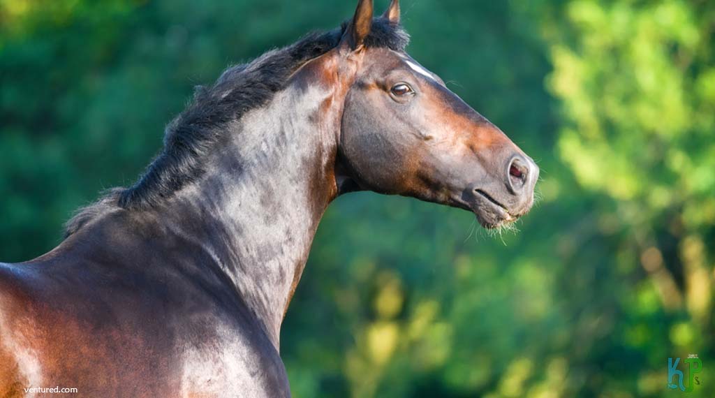 Holsteiner - Most Expensive Horse Breeds In The World
