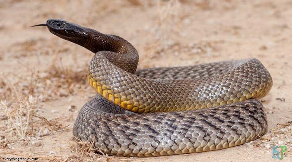 Inland Taipan (Oxyuranus Microlepidotus) - Most Venomous Snakes