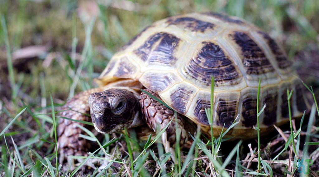 Interesting Facts About A Russian Tortoise
