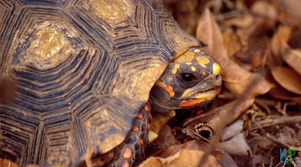 Interesting Information About The Red-Footed Tortoise