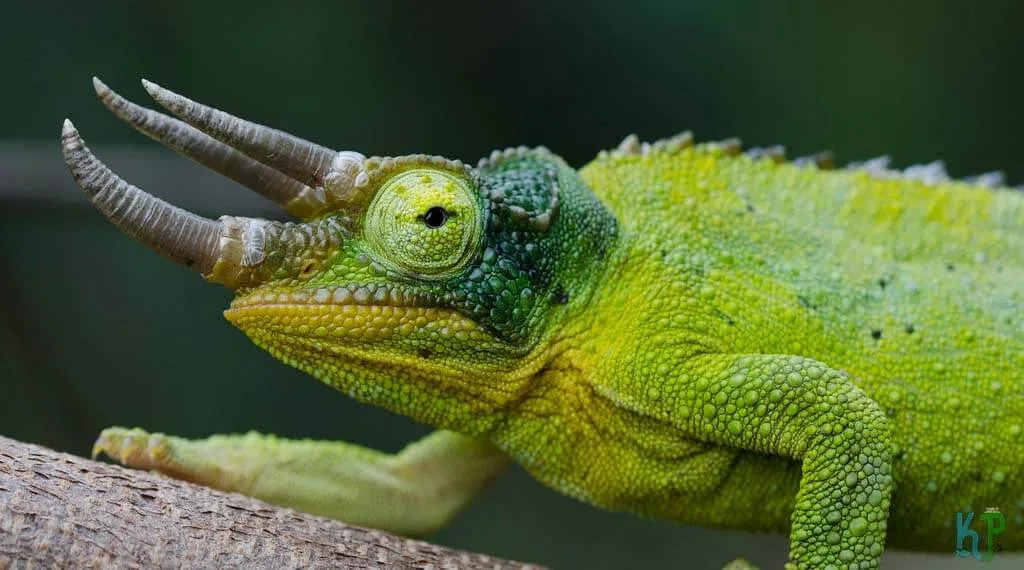 Top 17 Best Pet Chameleon Types For Reptile Lovers Jackson’s - Best Pet Chameleon Types for Reptile Lovers