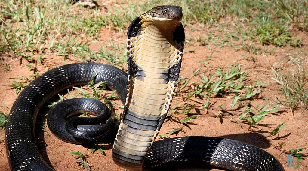 King Cobra (Ophiophagus Hannah) - Most Venomous Snakes