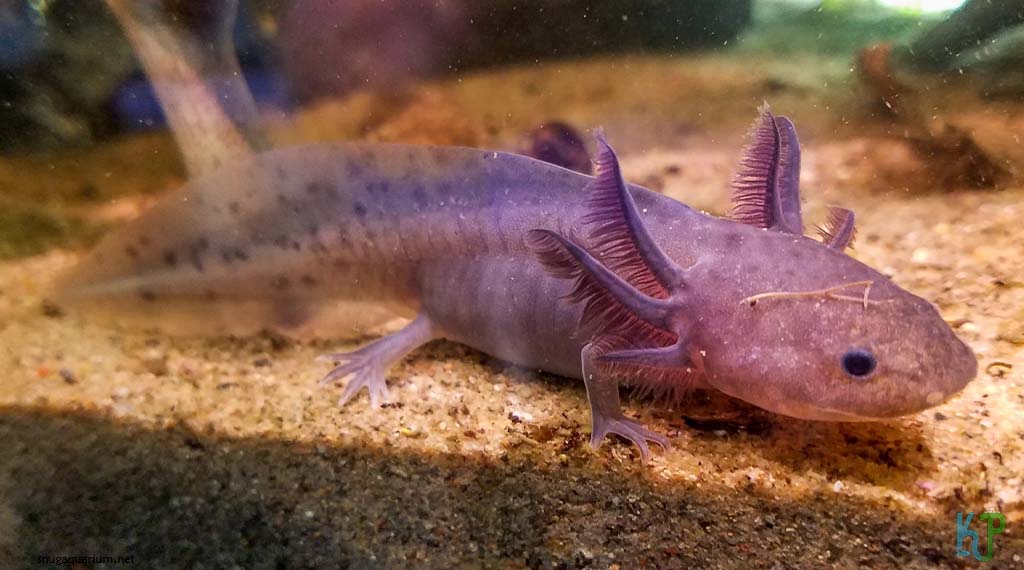 Lavender - Types of Axolotl Morphs and Their Stunning Colors