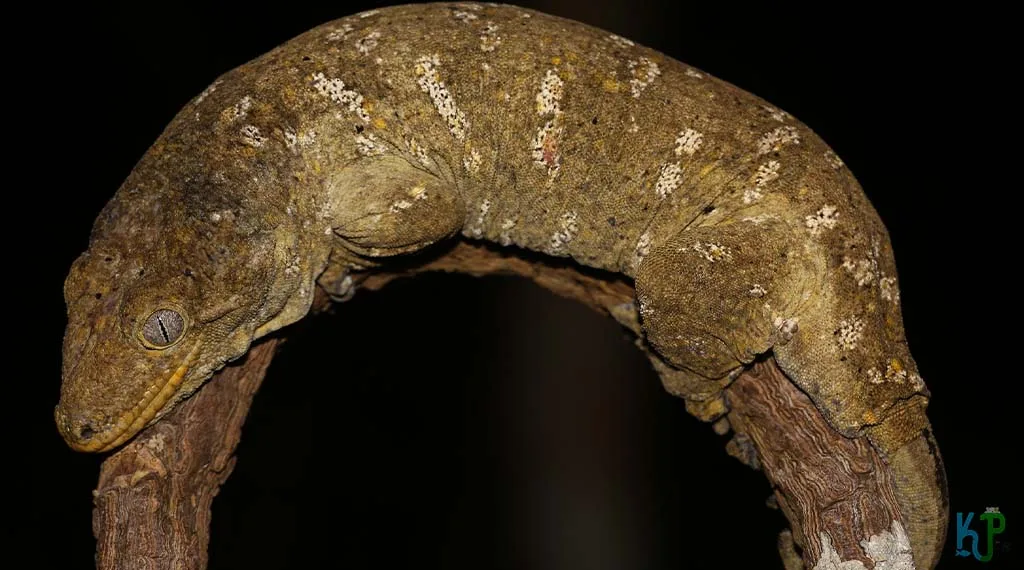 Top 15 Best Pet Gecko Types For Reptile Lovers Leachie Gecko - Best Pet Gecko Types for Reptile Lovers