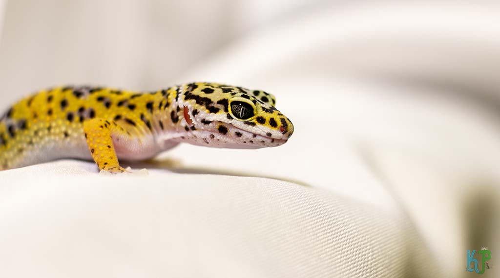 Leopard Gecko - Best Pet Gecko Types for Reptile Lovers