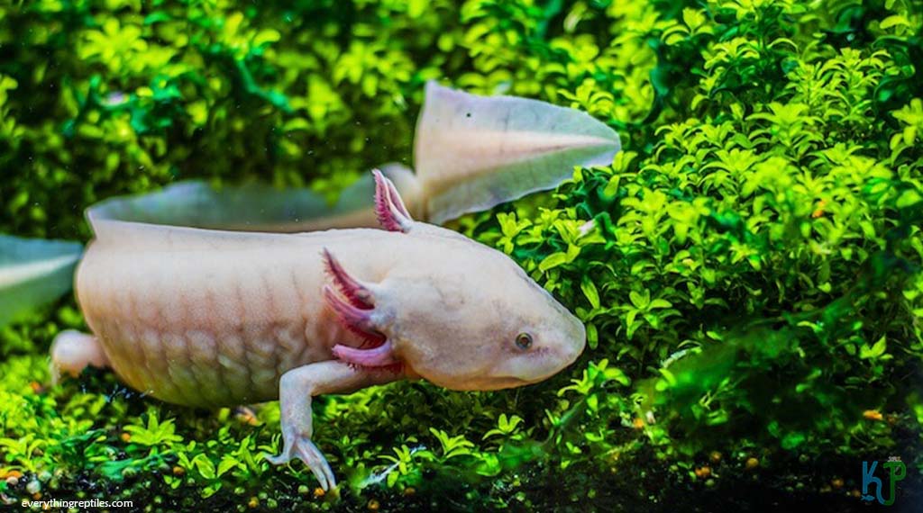 Leucistic - Types of Axolotl Morphs and Their Stunning Colors