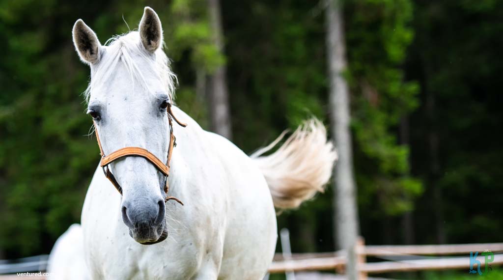 Lipizzaner - Most Expensive Horse Breeds In The World