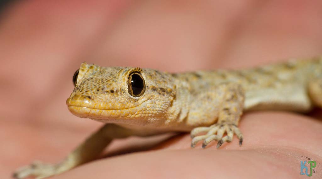Mediterranean House Gecko - Best Pet Gecko Types for Reptile Lovers