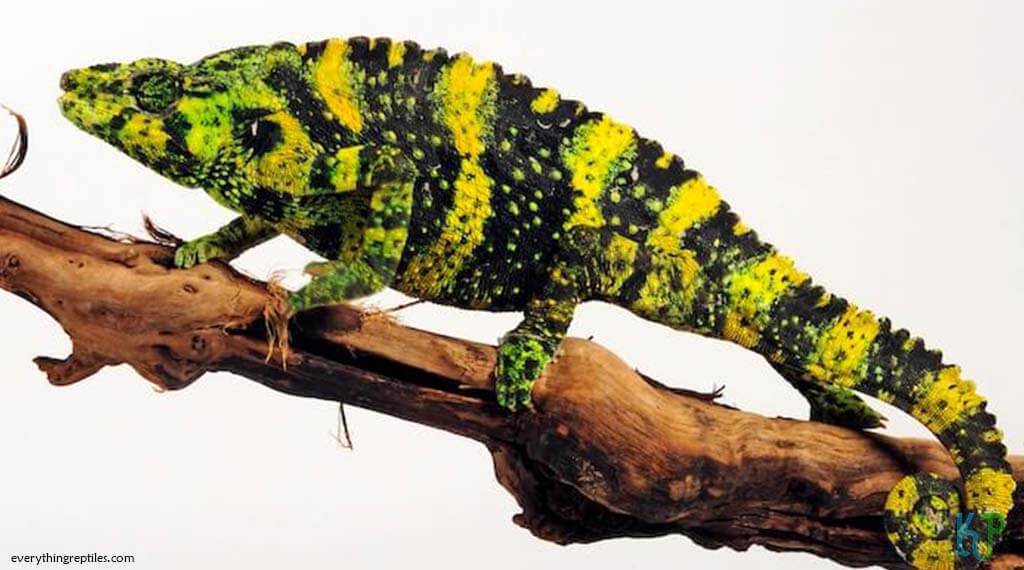 Meller’s - Best Pet Chameleon Types for Reptile Lovers