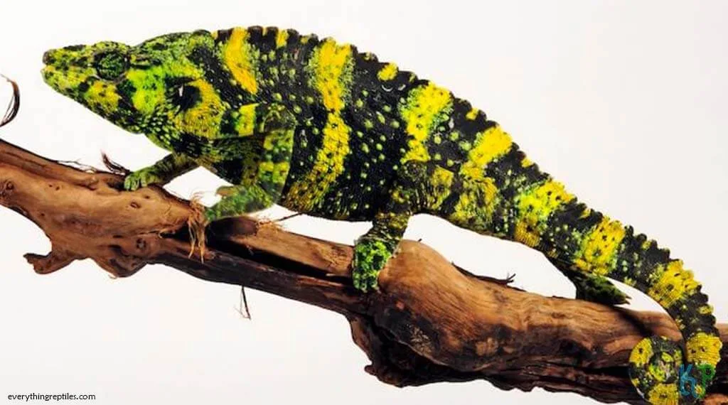 Top 17 Best Pet Chameleon Types For Reptile Lovers Meller’s - Best Pet Chameleon Types for Reptile Lovers