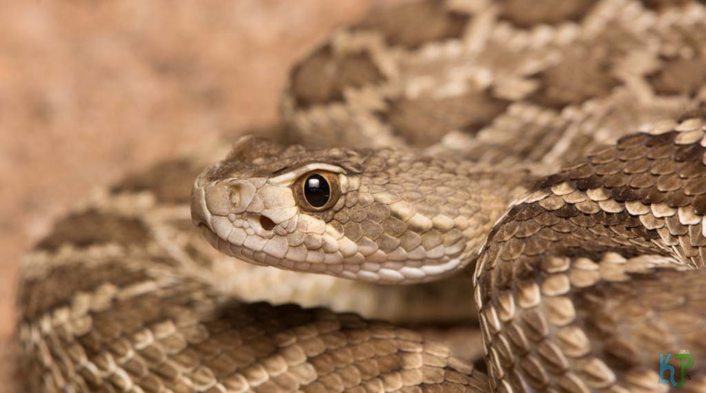 Mojave Rattlesnake (Crotalus Scutellatus) - Most Venomous Snakes