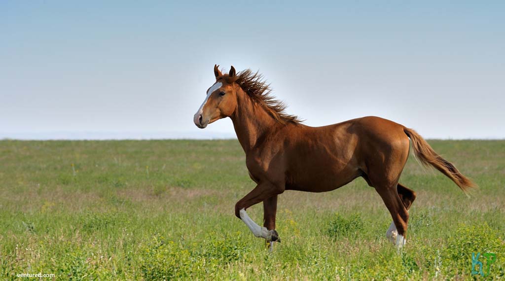 Mustang - Most Expensive Horse Breeds In The World