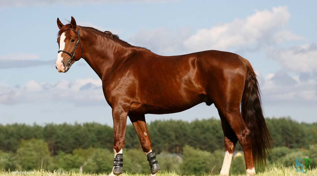 Oldenburg - Most Expensive Horse Breeds In The World