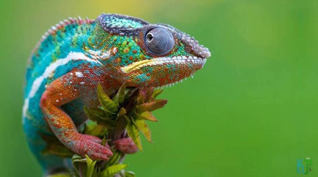 Panther - Best Pet Chameleon Types for Reptile Lovers