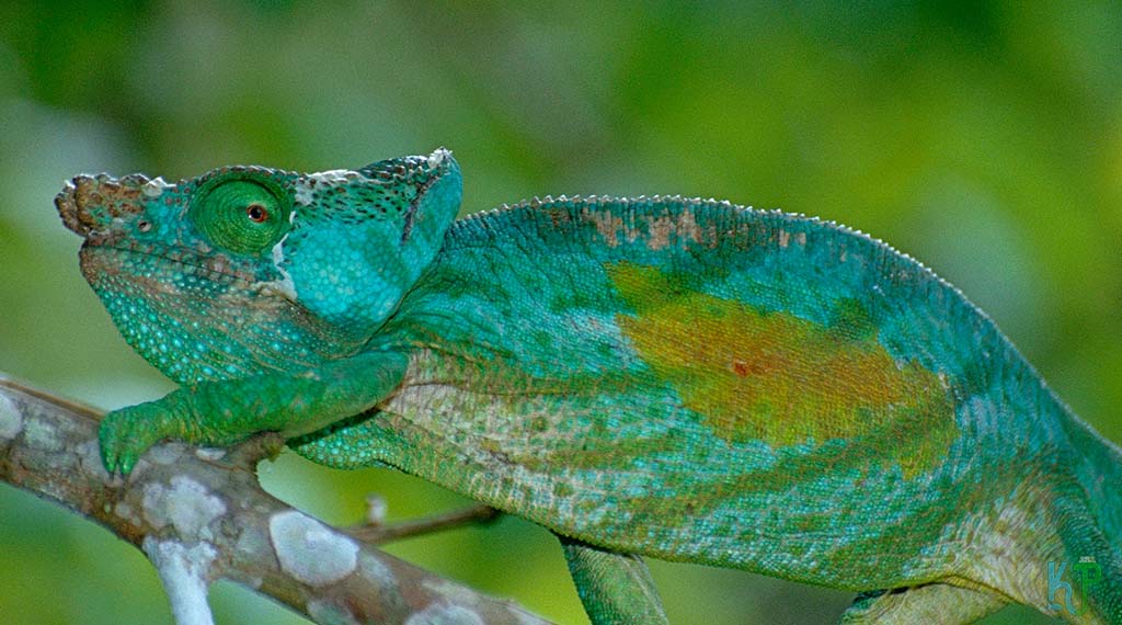 Parson’s - Best Pet Chameleon Types for Reptile Lovers