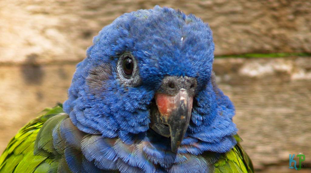 Pionus Parrot Personality And Behavior