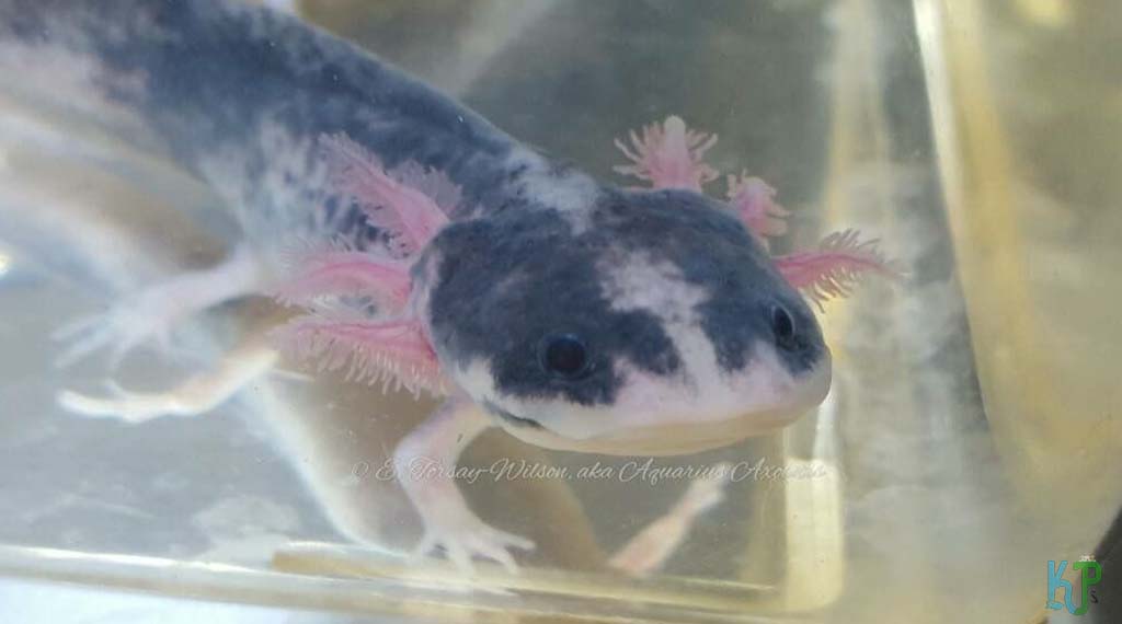 Piebald - Types of Axolotl Morphs and Their Stunning Colors