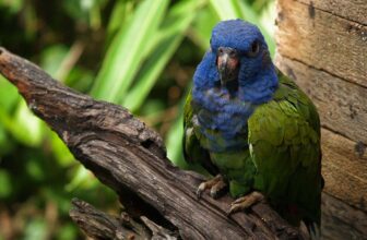 Pionus Parrot Personality, Food & Care The Beginner's Guide - Thumbnail