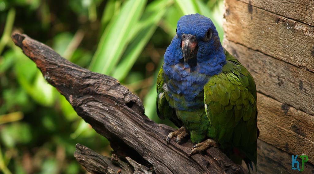 Pionus Parrot Personality, Food & Care Guide - Known Pets