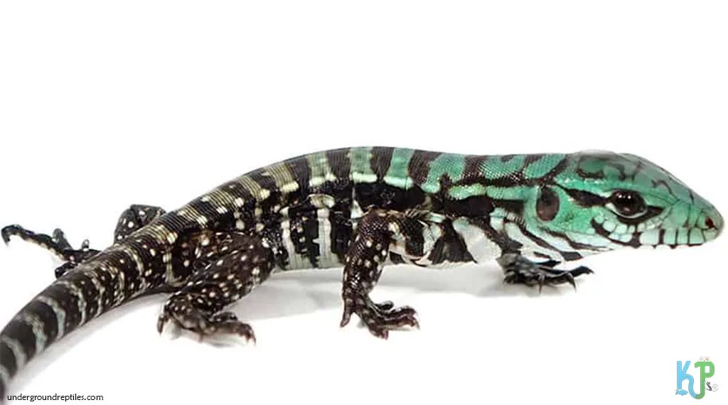 Top 9 Types Of Tegu Lizards Species Purple Tegu - Types Of Tegu Lizards Species