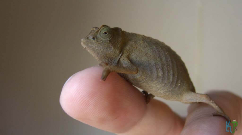 Pygmy - Best Pet Chameleon Types for Reptile Lovers