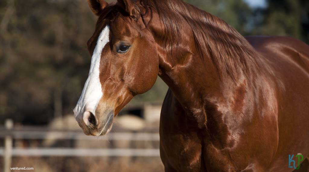Quarter Horse - Most Expensive Horse Breeds In The World