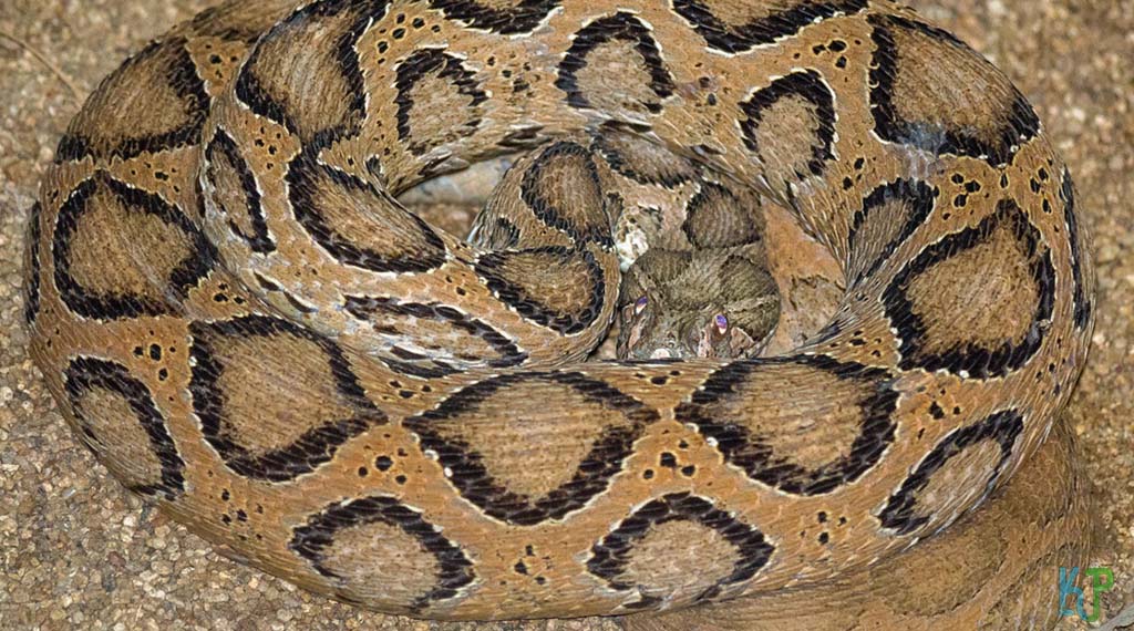 Russell’s Viper (Daboia Russelii) - Most Venomous Snakes
