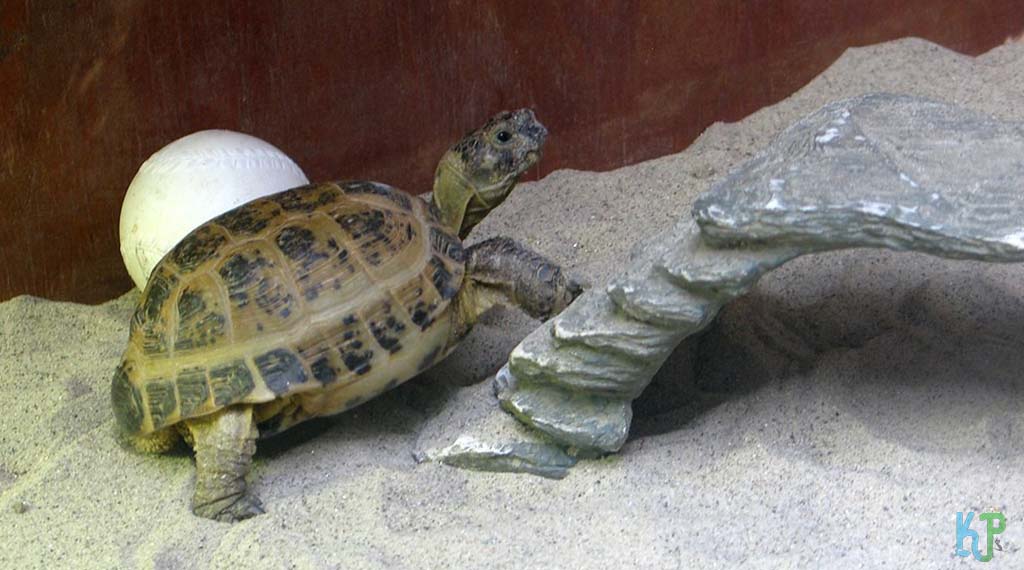 Russian Tortoise’s Typical Behaviors