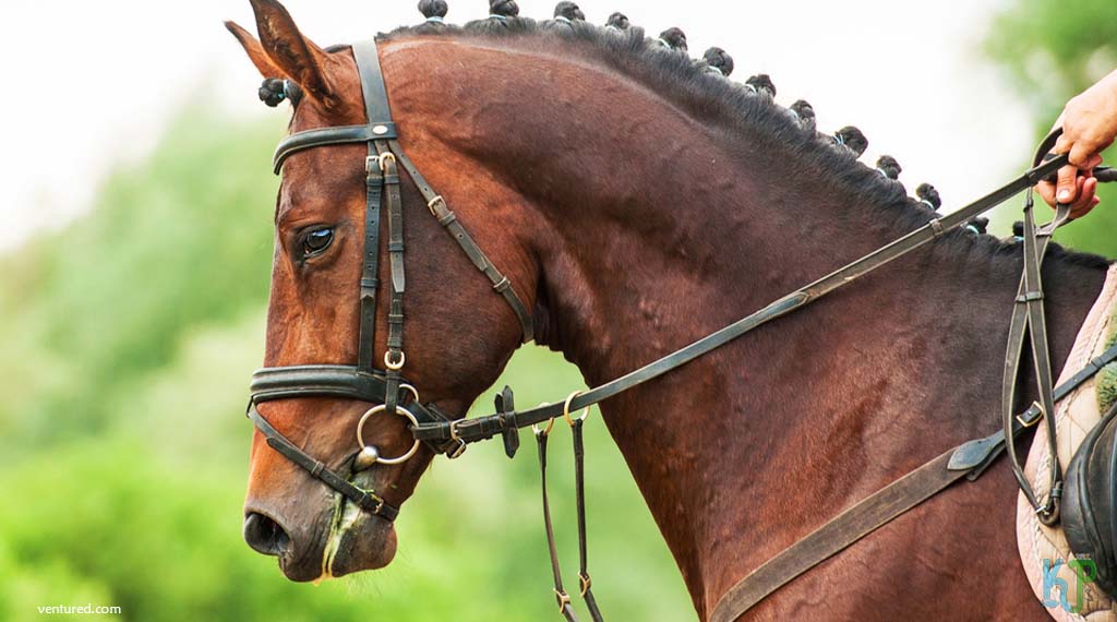 Selle Francais - Most Expensive Horse Breeds In The World