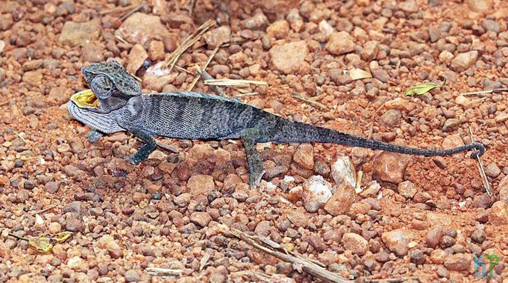 Senegal - Best Pet Chameleon Types for Reptile Lovers