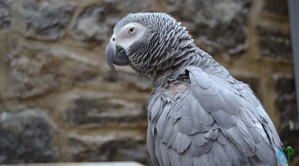 Sound And Speech Of An African Grey Parrot