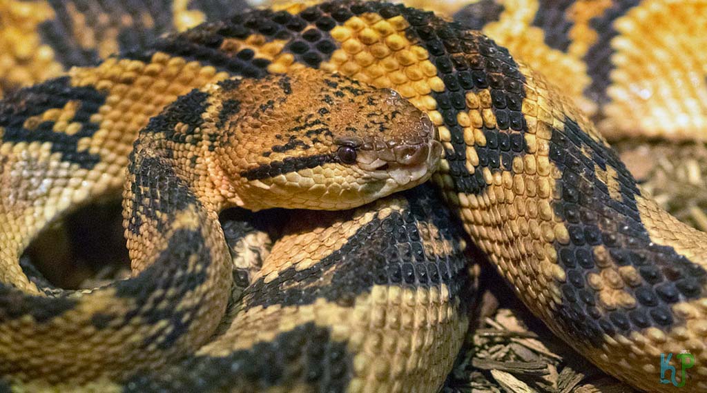 South American Bushmaster (Lachesis Muta) - Most Venomous Snakes
