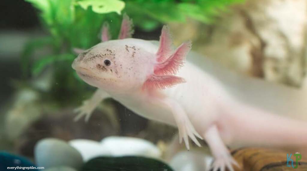 Speckled Leucistic - Types of Axolotl Morphs and Their Stunning Colors