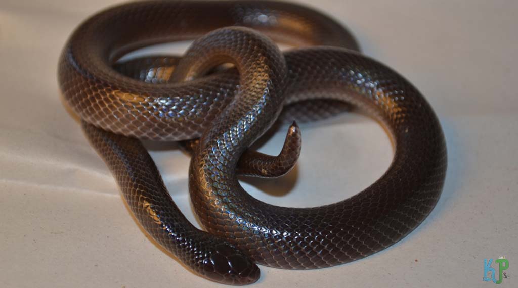 Stiletto Snake (Atractaspis Bibronii) - Most Venomous Snakes