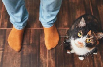 TOP 10 Cats Who Have Heroically saved the humans they loved - Thumbnail