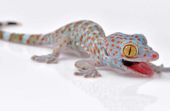 TOP 15 Best Pet Gecko Types for Reptile Lovers - Thumbnail