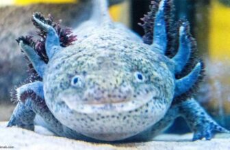 TOP 15 Types of Axolotl Morphs and Their Stunning Colors - Thumbnail