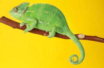 TOP 17 Best Pet Chameleon Types for Reptile Lovers - Thumbnail