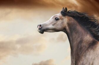 TOP 19 Most Expensive Horse Breeds In The World - Thumbnail