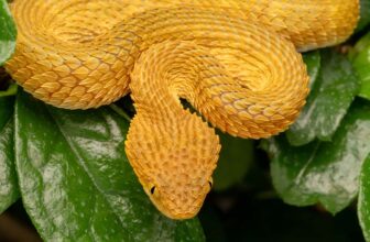 TOP 20 Deadliest Snakes Ranked By Venom, Most Venomous Snakes - Thumbnail
