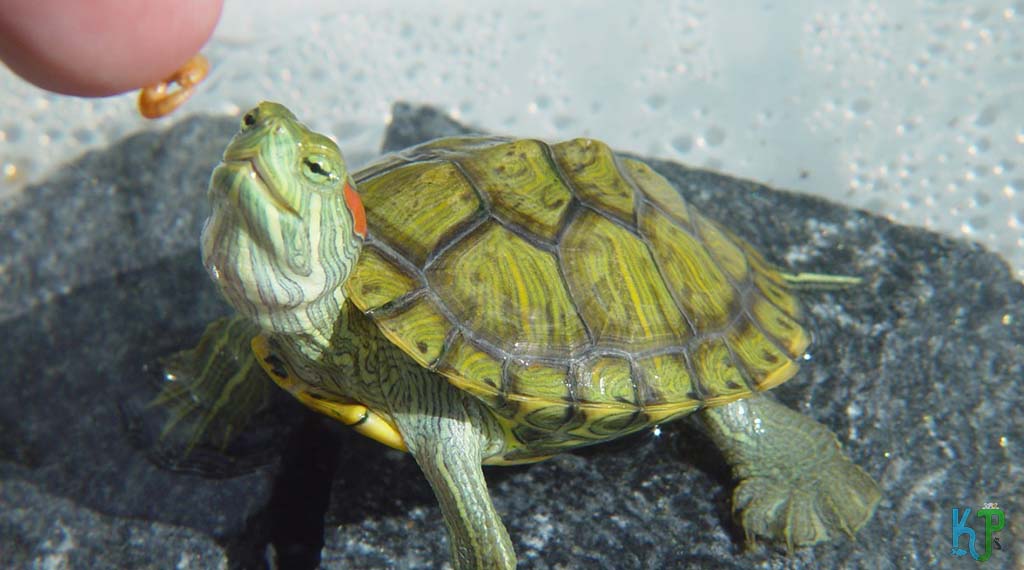 The Diet Of A Baby Red-Eared Slider