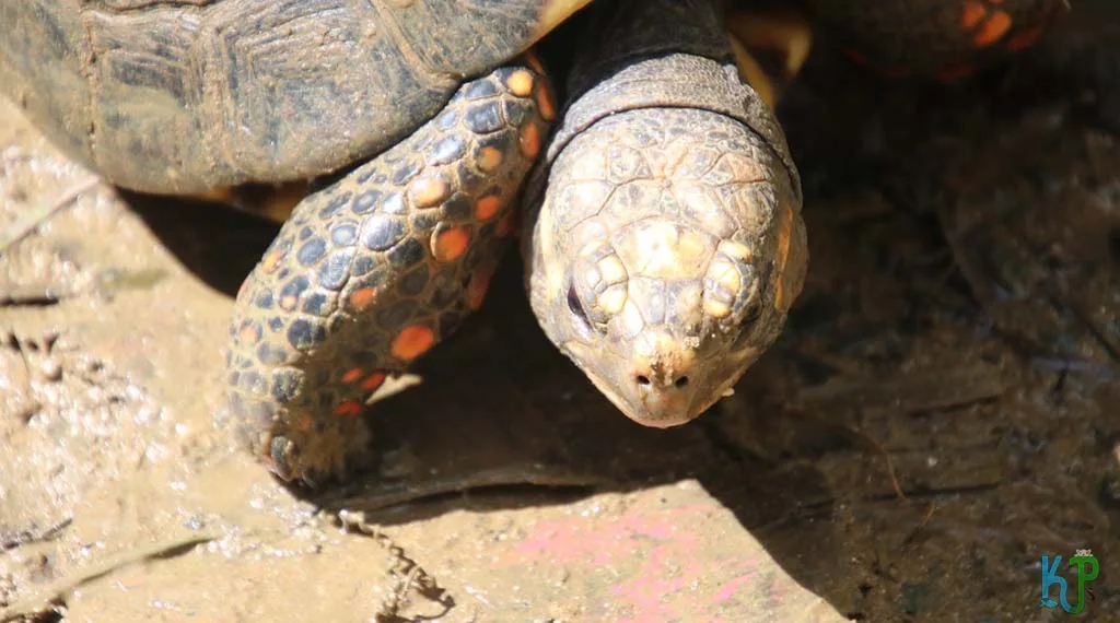 The Red-Footed Tortoise Appearance