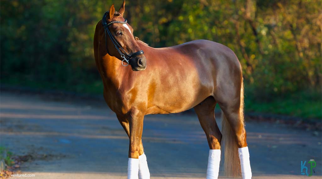Thoroughbred - Most Expensive Horse Breeds In The World
