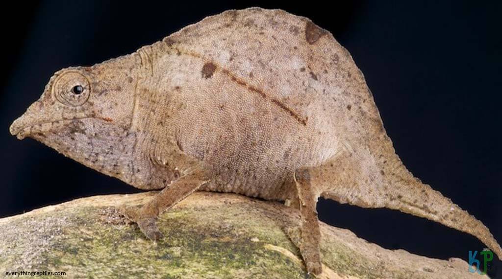 Usambara Pitted Pygmy - Best Pet Chameleon Types for Reptile Lovers