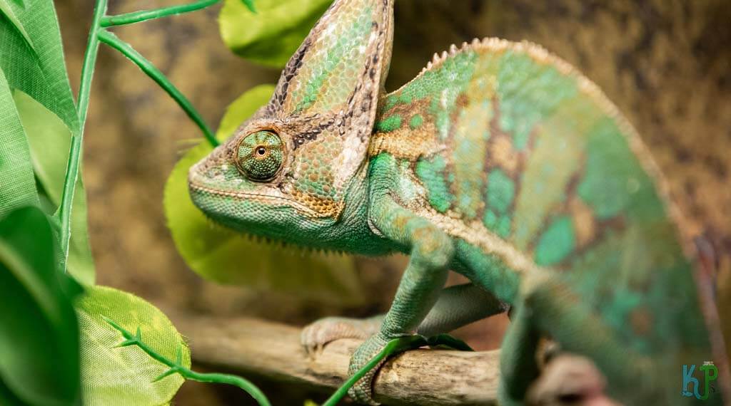 Veiled - Best Pet Chameleon Types for Reptile Lovers