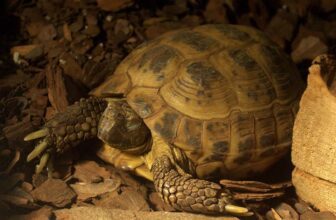 What To Know Before Buying A Russian Tortoise Care Sheet & Pet Guide - Thumbnail