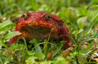 What To Know Before Buying A Tomato Frog Care Sheet & Pet Guide - Thumbnail